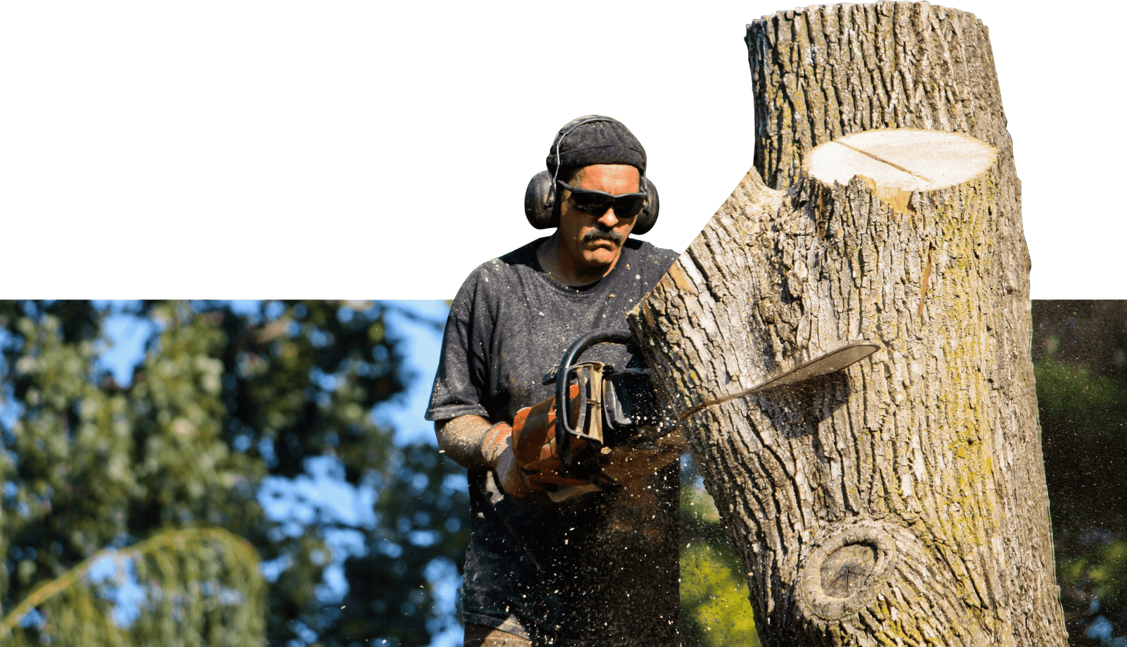 Professional Tree Services